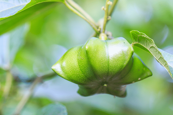 Sacha inchi fruit